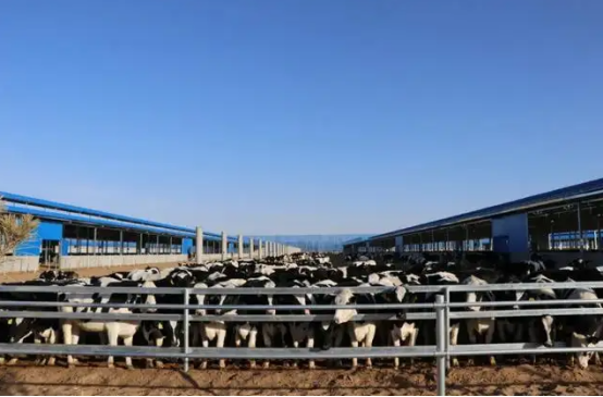 2022年初中国奶源基地建设